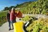Vườn nho Lavaux con người với quà tặng của thiên nhiên